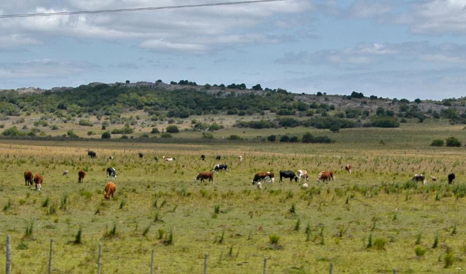 Campo con vacas
