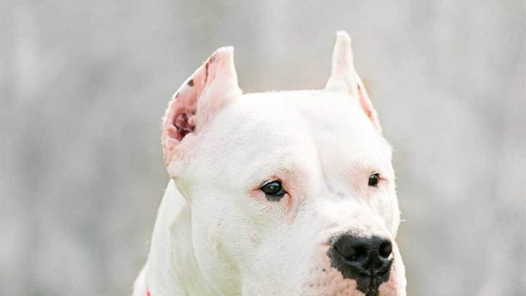 Perro con orejas cortadas