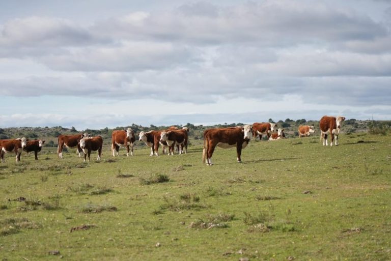 Campo con vacas