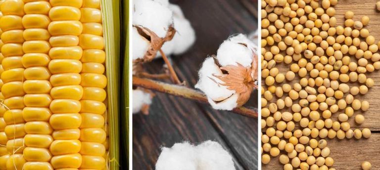 Algodón soja maíz