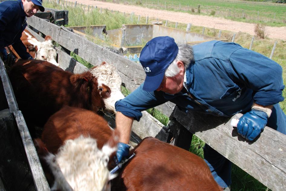 Vacunación contra la AFTOSA