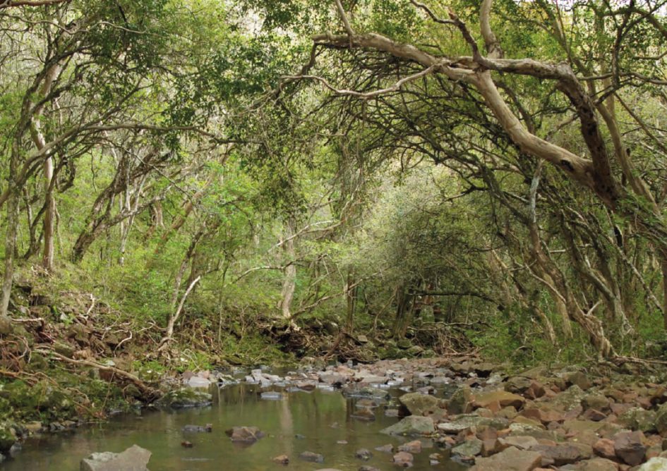 bosque nativo Paula_Mesa de trabajo 1